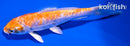 5.25" DOITSU HARIWAKE