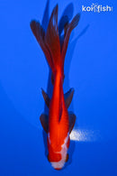 5" WATONAI GOLDFISH
