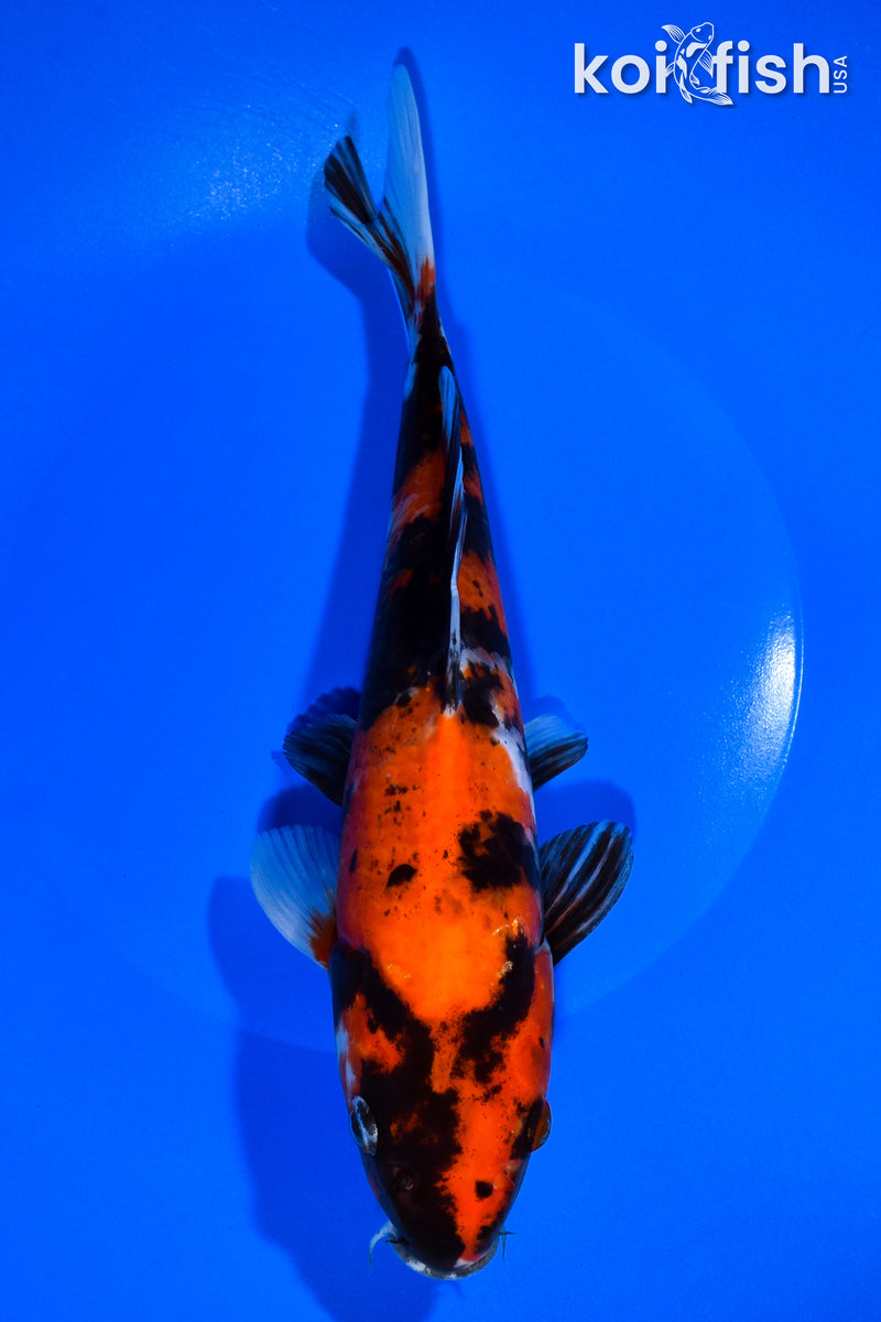 9.5" HI SHOWA