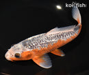 8.5" GINRIN ASAGI