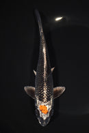 7.5" TANCHO GINGA