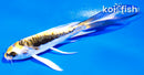4" KIN KIKOKURYU BUTTERFLY