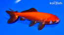 5.75" WAKIN GOLDFISH