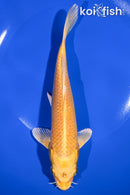 7.5" YAMABUKI OGON