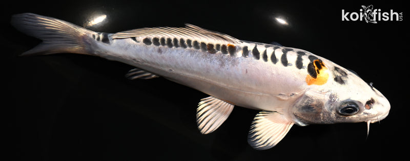 7.5" DOITSU KUJAKU
