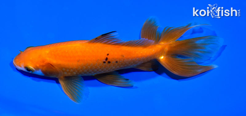 5.75" WATONAI GOLDFISH