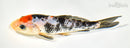 6.5" SANKE