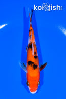 5.75" SANKE