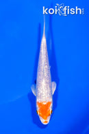 5.5" GINRIN HARIWAKE