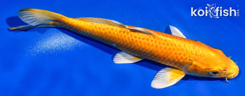 8.5" ORENJI OGON