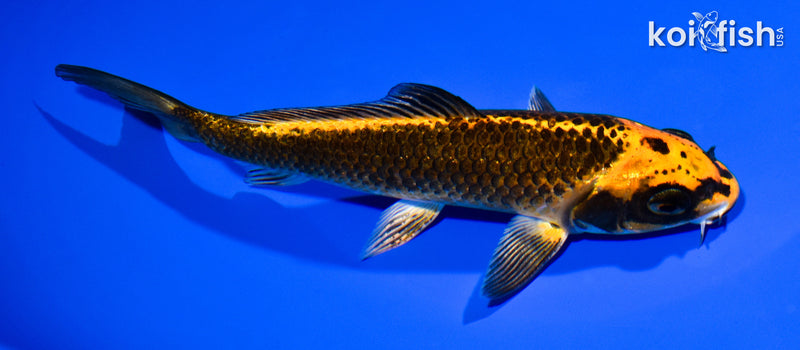 6.5" ORENJI MATSUBA
