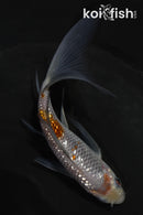 5" GINRIN OCHIBA SHIGURE BUTTERFLY