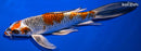 8.75" KUCHIBENI BENI GINGA BUTTERFLY