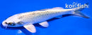 6.5" GIN MATSUBA