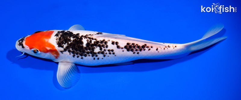 10.75" BENI MATSUKAWABAKE