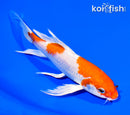 6.75" HARIWAKE BUTTERFLY