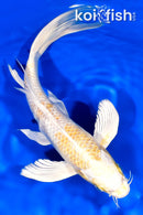 9.25" LEMON HARIWAKE BUTTERFLY