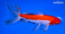 7" SARASA WATONAI GOLDFISH