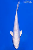 7" DOITSU PLATINUM OGON