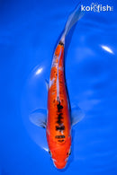 9" DOITSU GOSHIKI
