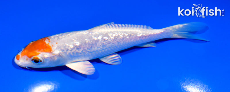 5.5" GINRIN HARIWAKE