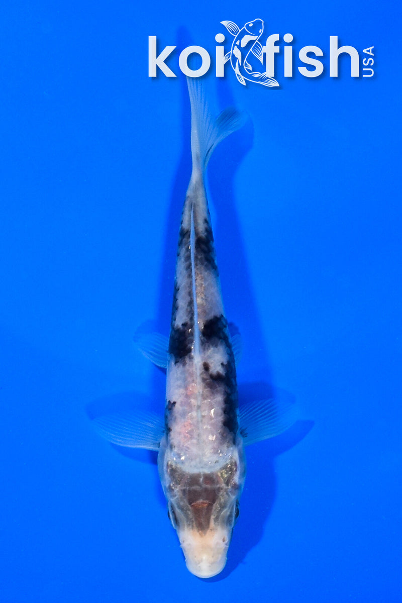 5" SHIRO UTSURI
