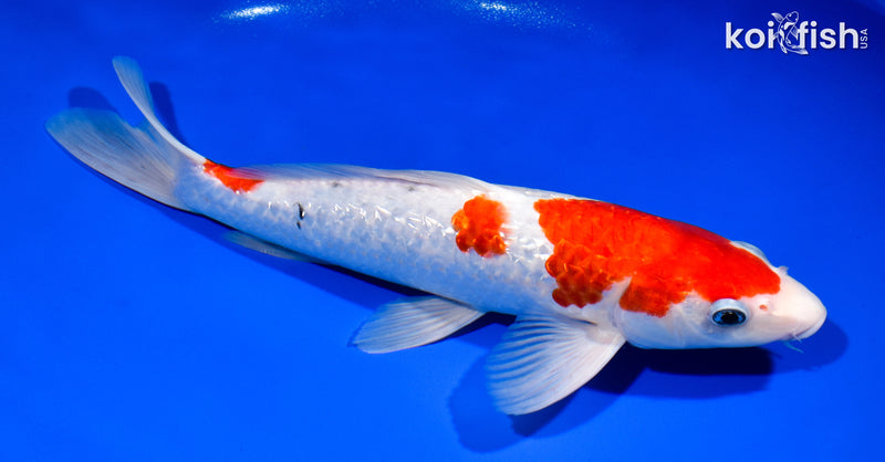 12.25" GINRIN SANKE