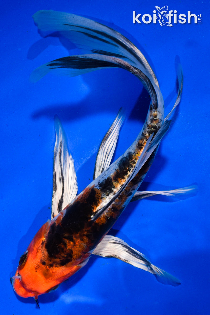 6.5" ARAGOKE HEISEI NISHIKI BUTTERFLY