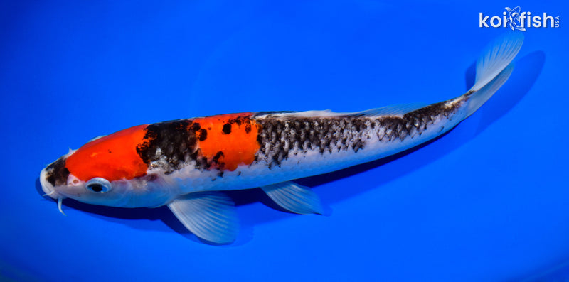 10.5" MARUTEN GOSHIKI