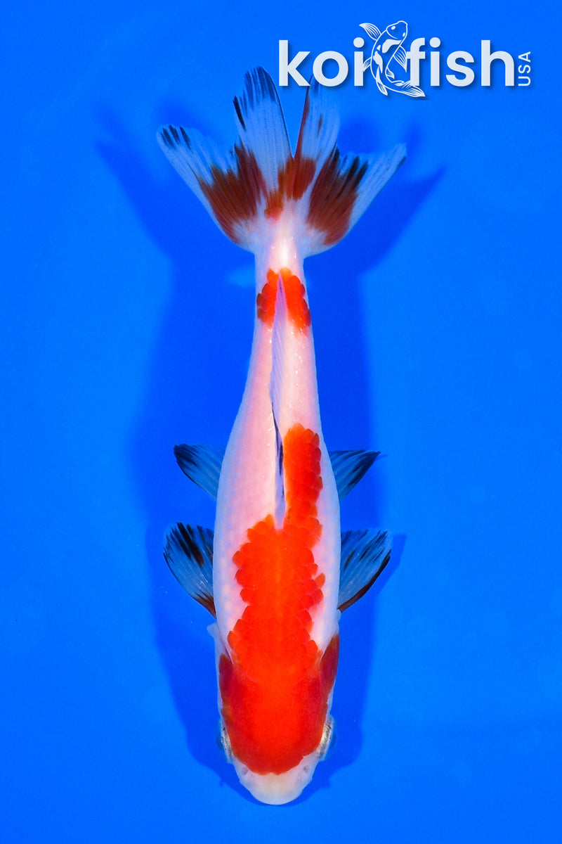 5" WAKIN GOLDFISH