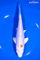 7.75" KIKUSUI
