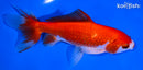 5.75" SARASA WAKIN GOLDFISH