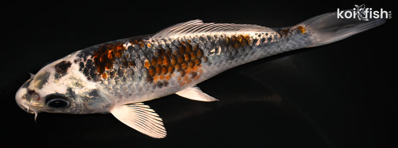 6.25" GINRIN BENI GINGA