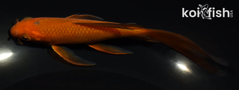 5" CHAGOI BUTTERFLY