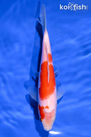 6.75" KOHAKU