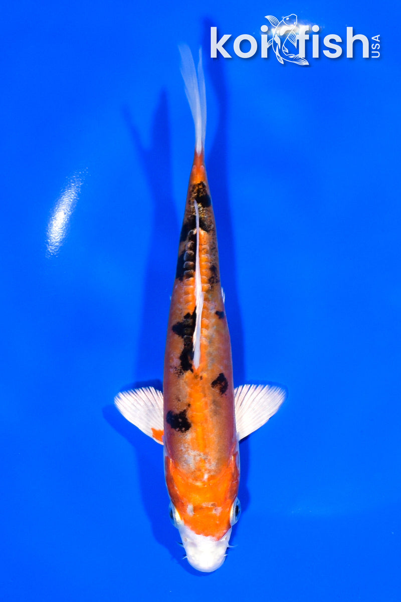 6.75" HEISEI NISHIKI