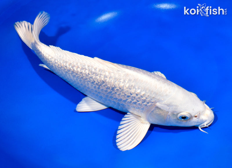 11.5" GINRIN PLATINUM OGON