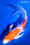 6.25" ARAGOKE KIKUSUI BUTTERFLY