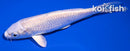 6.25" PLATINUM OGON