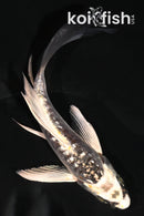 5" GINRIN KIKOKURYU BUTTERFLY