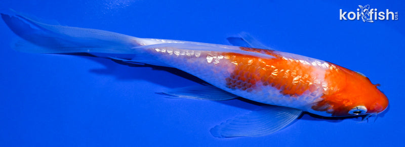 5.75" GINRIN KOHAKU BUTTERFLY