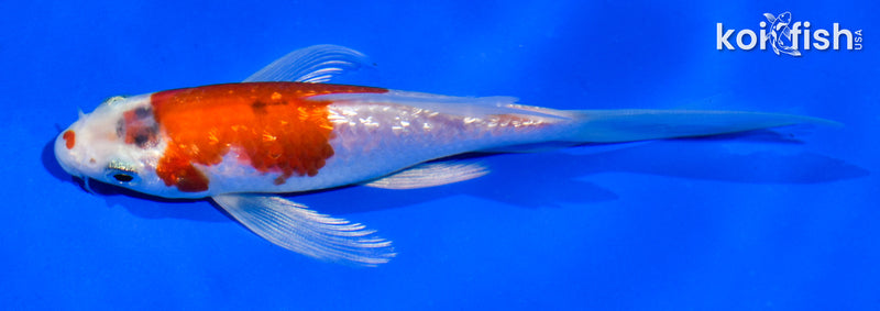 4.5" GINRIN YAMATO NISHIKI BUTTERFLY