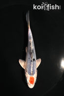 4.5" TANCHO YAMATO NISHIKI