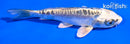 5" KIN KIKOKURYU