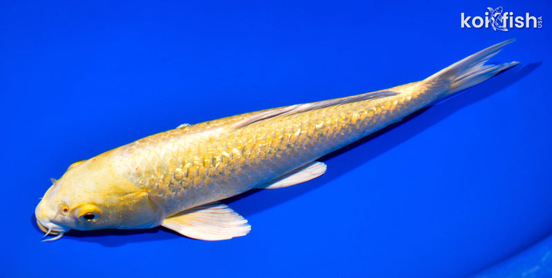 11" GINRIN YAMABUKI OGON