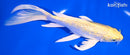 7.75" GINRIN YAMABUKI OGON BUTTERFLY