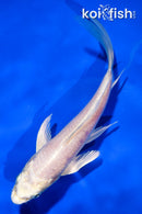 5" PLATINUM OGON BUTTERFLY