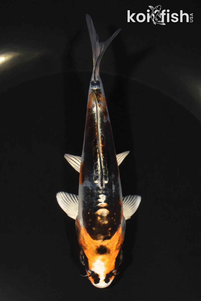 5" BENI KIKOKURYU