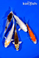 PACK OF (5) 3.5"- 3.75" STANDARD KOI