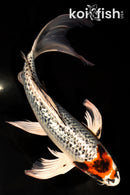 10.25" GINRIN KUJAKU BUTTERFLY